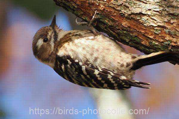 コゲラ　2025.12.12