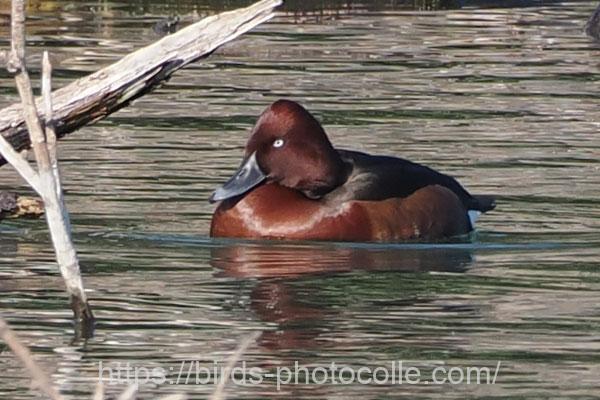 メジロガモ 2025.03.01
