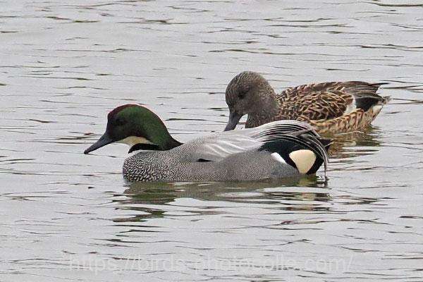 ヨシガモ　2026.02.26