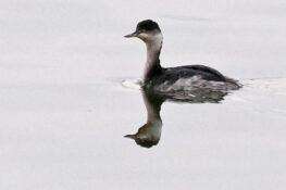 2羽観察ハジロカイツブリ　2025.11.25