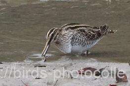 2羽観察タシギ　2026.01.14