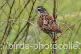 ホオジロ　2025.09.13