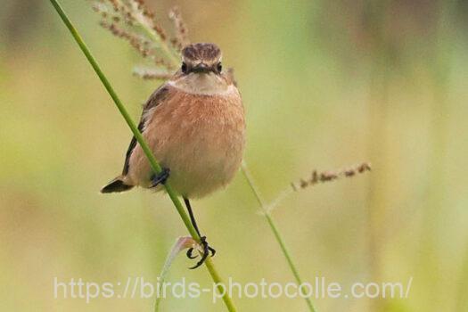 ノビタキ　2023.10.14