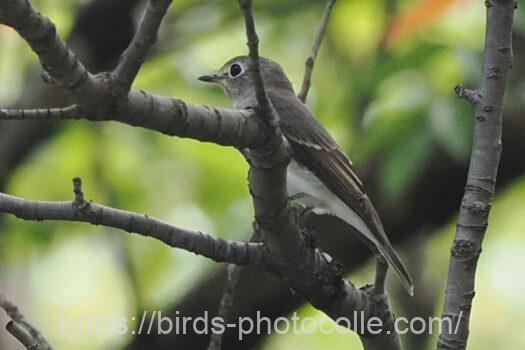 コサメビタキ　2024.09.14