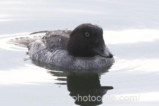 ホオジロガモ　2025.01.09