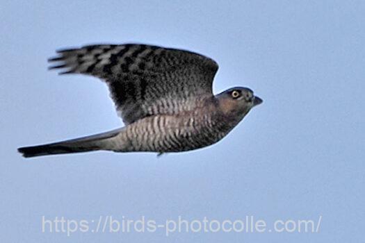 ハイタカ　2023.11.20