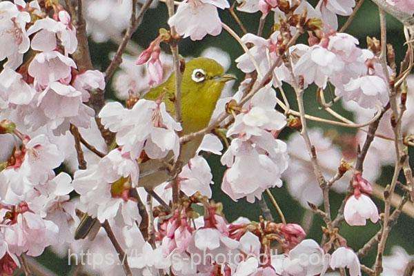 メジロ　2026.03.18