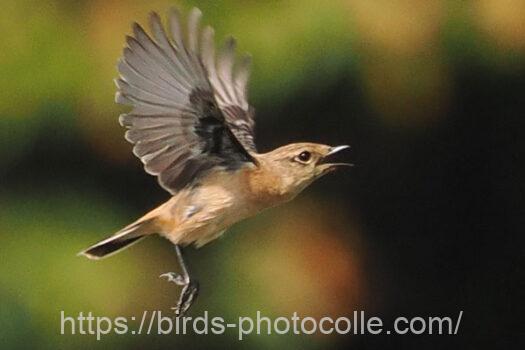 ノビタキ　2023.09.28