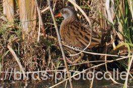 クイナ　2025.11.20