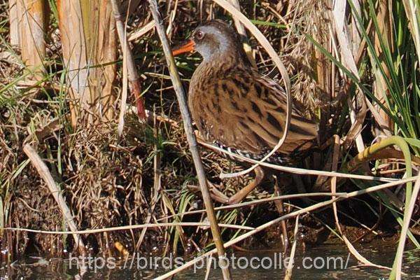 クイナ　2025.11.20