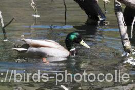 1羽発見マガモ 2025.04.03