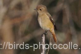 ジョウビタキ　2025.12.29