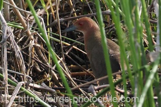 ヒクイナ　2023.05.28