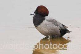 ホシハジロ　2025.12.03