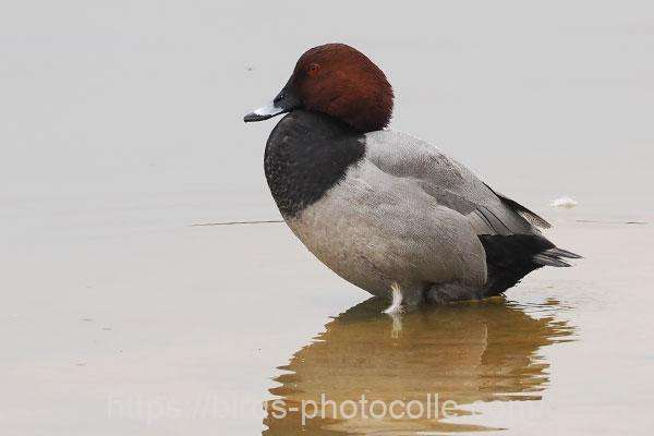 ホシハジロ 2025.12.03