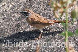 ホオジロ　2025.10.02