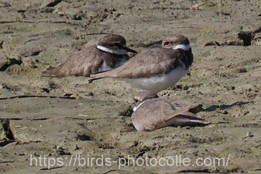 イカルチドリ221111