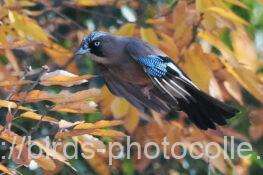 カケス　2025.12.16