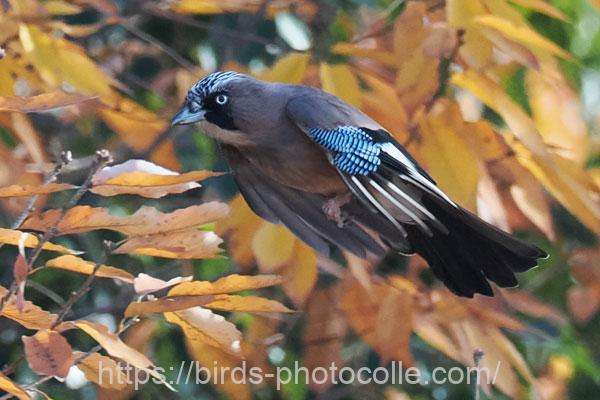 カケス 2025.12.16