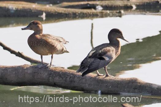 コガモ　2024.09.16