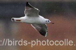 ユリカモメ　2025.11.25