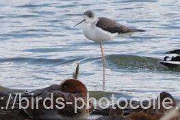 セイタカシギ　2025.10.28