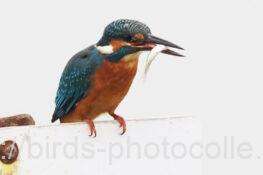 カワセミ 2025.11.05