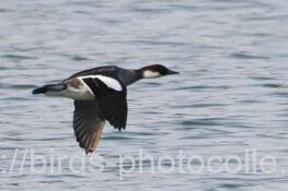 ミコアイサ 2025.04.05