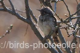 アリスイ 2022.04.04