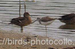 アオアシシギ（左）はコガモ　2025.10.13