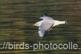 ユリカモメ2羽　2025.11.21