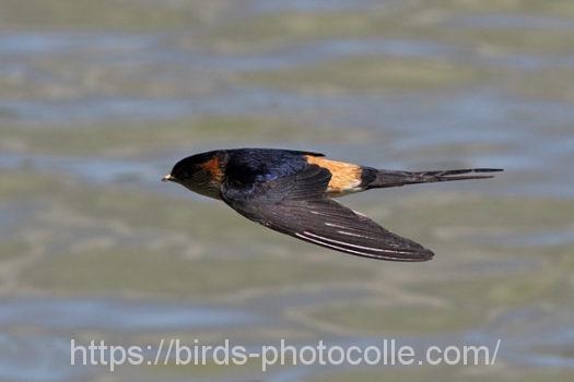 コシアカツバメ220607