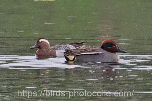コガモ（奥はシマアジ）　2024.04.27