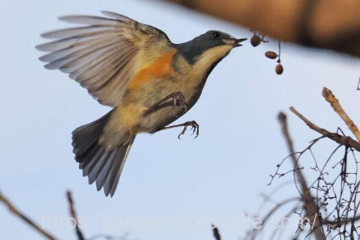 ルリビタキ　2025.02.18