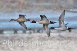 オナガガモ　2026.01.23