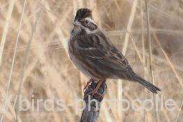 カシラダカ　2026.01.29