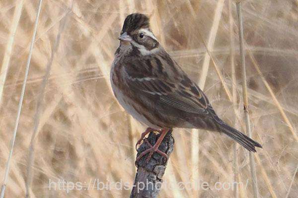 カシラダカ　2026.01.29