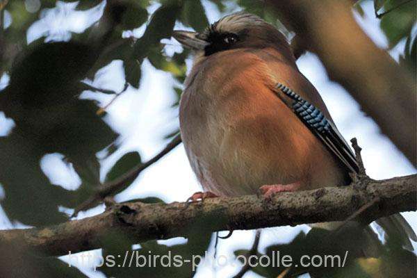 近すぎました カケス 2026.03.11