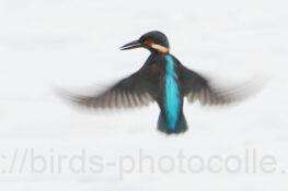 カワセミ　2025.12.01