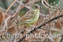 アオジ　2026.02.26