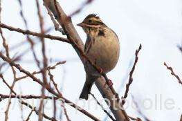 5羽観察カシラダカ　2026.01.16