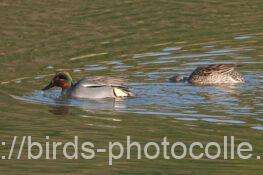 コガモ　2026.02.14