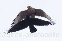 ノスリ　2025.12.26