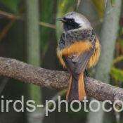 ジョウビタキ　2026.01.07