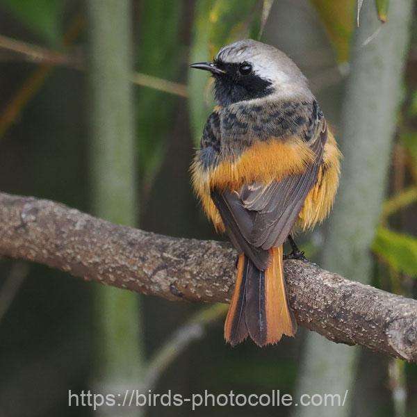 ジョウビタキ 2026.01.07