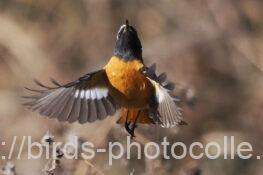 ジョウビタキ　2026.01.28