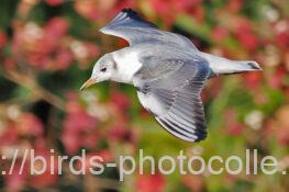 ユリカモメ　2024.11.25