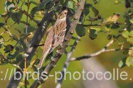 カシラダカ　2025.11.22