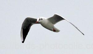 勅使池のユリカモメ190131