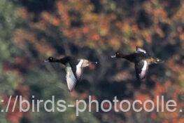 キンクロハジロ　2025.11.15